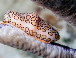 Flemingo Toungue & Friends. Cayman Brac. by Lee Marple 
